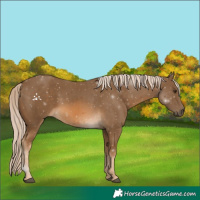 Horse Color:Chocolate Palomino 