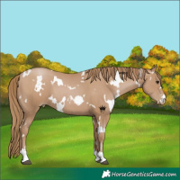 Horse Color:White Spotted Black Pearl