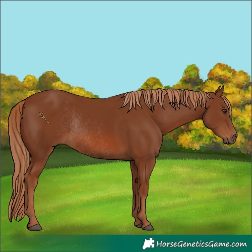 Horse Color:Chestnut Rabicano 
