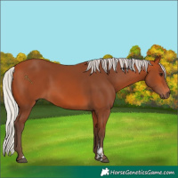 Horse Color:Silver Bay Sabino Rabicano 