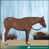 Horse Color:Silver Black Rabicano 