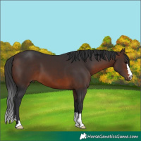 Horse Color:Brown 