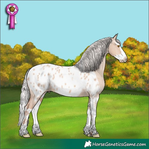 Horse Color:Silver Classic Champagne Dun Splash Appaloosa 