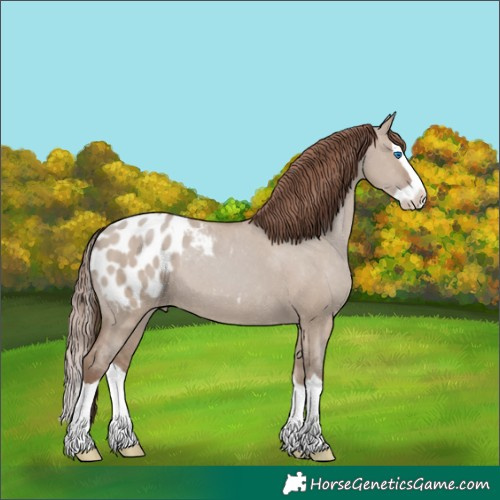 Horse Color:Classic Champagne Dun Splash Appaloosa 