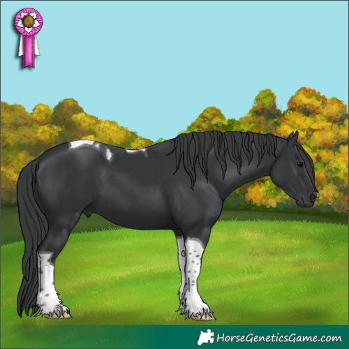 Horse Color:Black Tobiano 