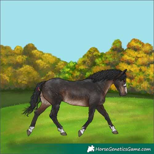 Horse Color:Brown Rabicano 