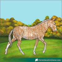Horse Color:Perlino Snowcap  and Palomino Rabicano 
