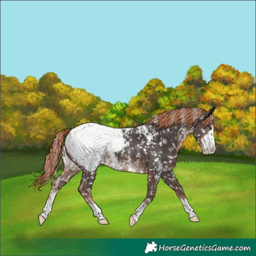 Horse Color:Liver Chestnut Sabino Appaloosa 