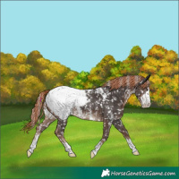 Horse Color:Liver Chestnut Sabino Appaloosa 