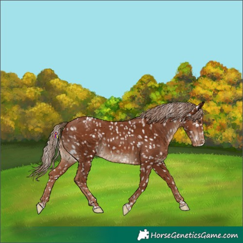 Horse Color:Chestnut Appaloosa 