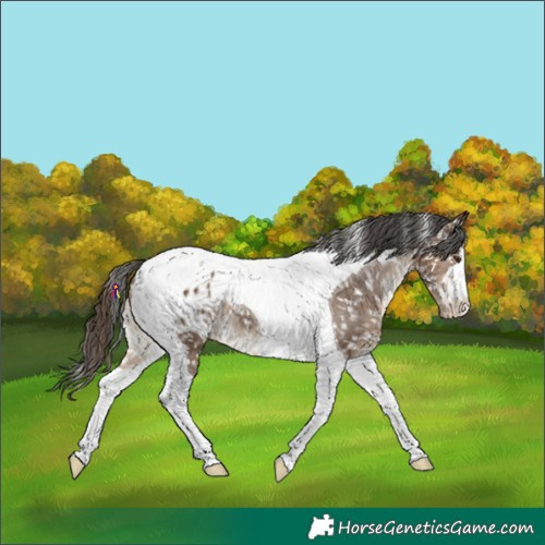 Horse Color:Liver Red Dun Tobiano Appaloosa 