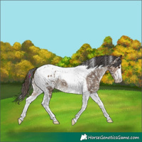 Horse Color:Liver Red Dun Tobiano Blanket