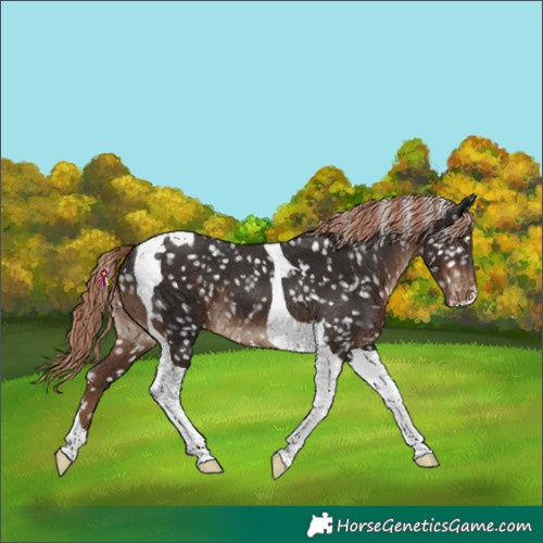 Horse Color:Liver Chestnut Tobiano Appaloosa 