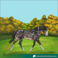 Horse Color:Brown Appaloosa Rabicano 