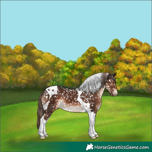 Horse Color:Liver Chestnut Tobiano Snowflake Varnish 