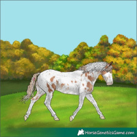 Horse Color:Gold Champagne Tobiano Near Leopard 