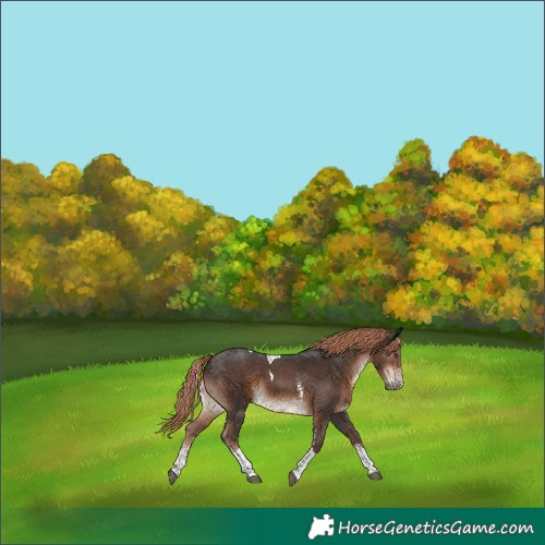 Horse Color:Liver Chestnut Sabino Tobiano 