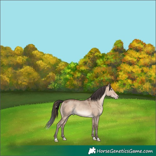 Horse Color:Sable Champagne Dun Rabicano 