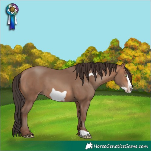 Horse Color:Sable Champagne Frame 