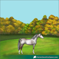 Horse Color:Gray Classic Champagne Rabicano