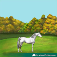 Horse Color:Gray Classic Champagne Rabicano 