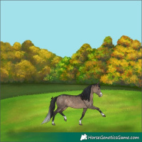 Horse Color:Brown Dun 
