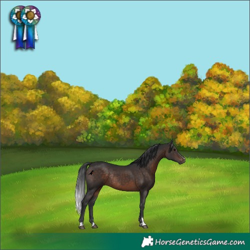 Horse Color:Brown Rabicano