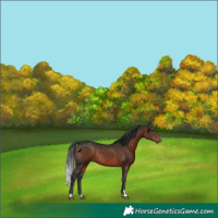 Horse Color:Brown Rabicano