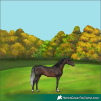 Horse Color:Brown Rabicano 