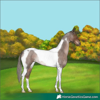 Horse Color:Liver Red Roan Mushroom Tobiano Rabicano 