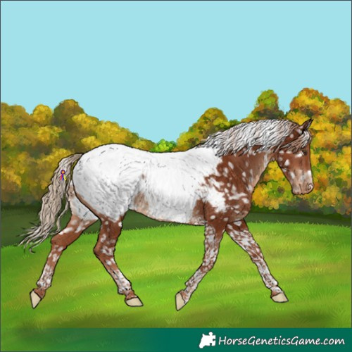 Horse Color:Chestnut Tobiano Appaloosa Rabicano 
