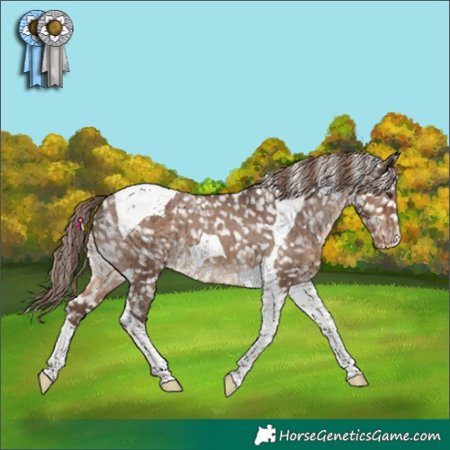 Horse Color:Liver Red Dun Tobiano Appaloosa 