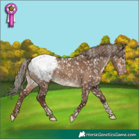 Horse Color:Liver Red Dun Tobiano Appaloosa 