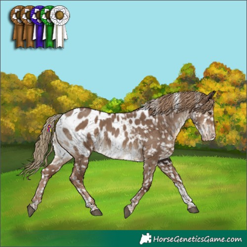 Horse Color:Liver Red Dun Tobiano Appaloosa 