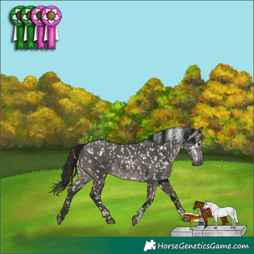 Horse Color:Gray Grullo Tobiano Appaloosa 