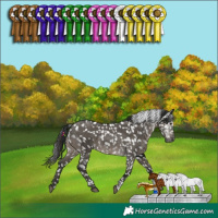 Horse Color:Gray Grullo Tobiano Snowflake Varnish 