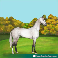 Horse Color:Gray Liver Red Dun Roan Mushroom Rabicano 