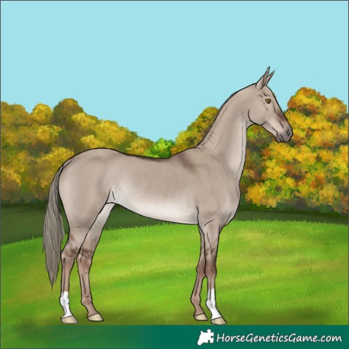 Horse Color:Liver Red Dun Mushroom Rabicano 