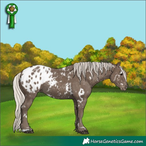 Horse Color:White Spotted Silver Smoky Black Appaloosa 