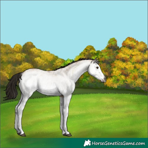 Horse Color:Gray White Spotted Bay Dun 