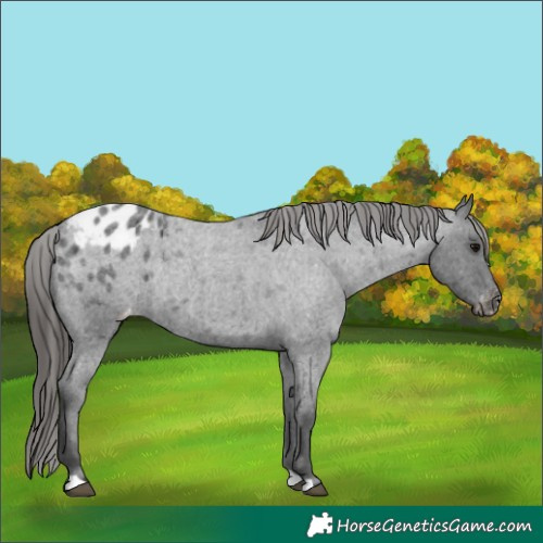 Horse Color:Blue Roan Appaloosa Rabicano 