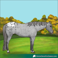 Horse Color:Blue Roan Appaloosa Rabicano 