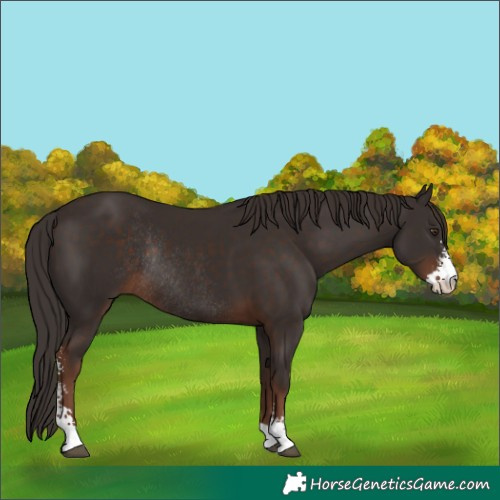 Horse Color:Liver Chestnut Sabino Rabicano 