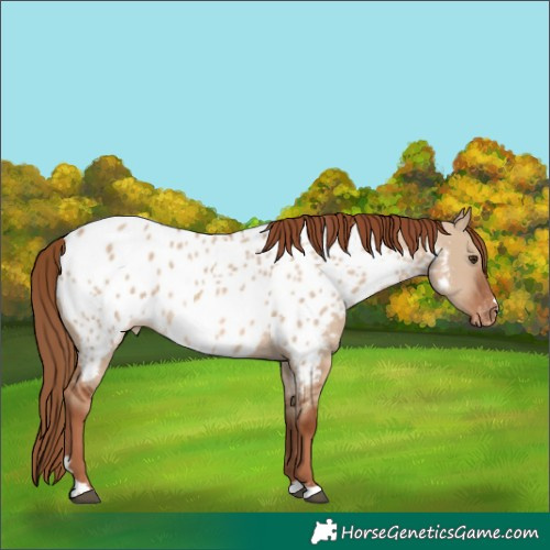 Horse Color:Red Dun Appaloosa 