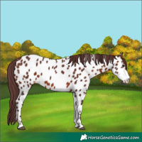 Horse Color:Chocolate Brown Sabino Near Leopard 