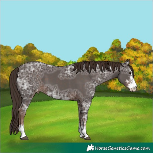 Horse Color:Liver Chestnut Ice Sabino Appaloosa 