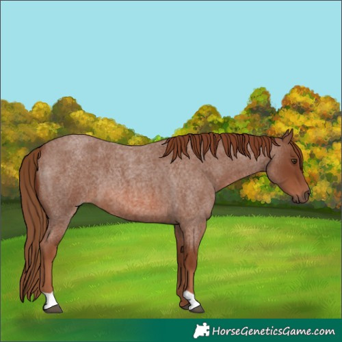 Horse Color:Red Roan 