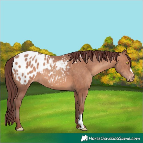 Horse Color:Chocolate Sable Champagne Appaloosa 