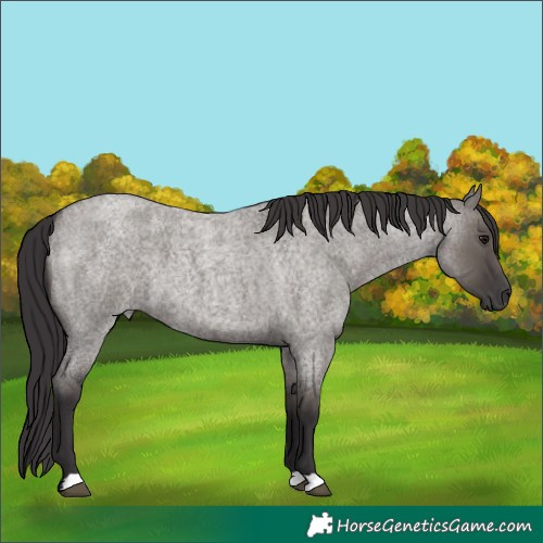 Horse Color:Smoky Grullo Roan 