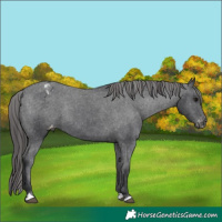 Horse Color:Black Appaloosa Rabicano 